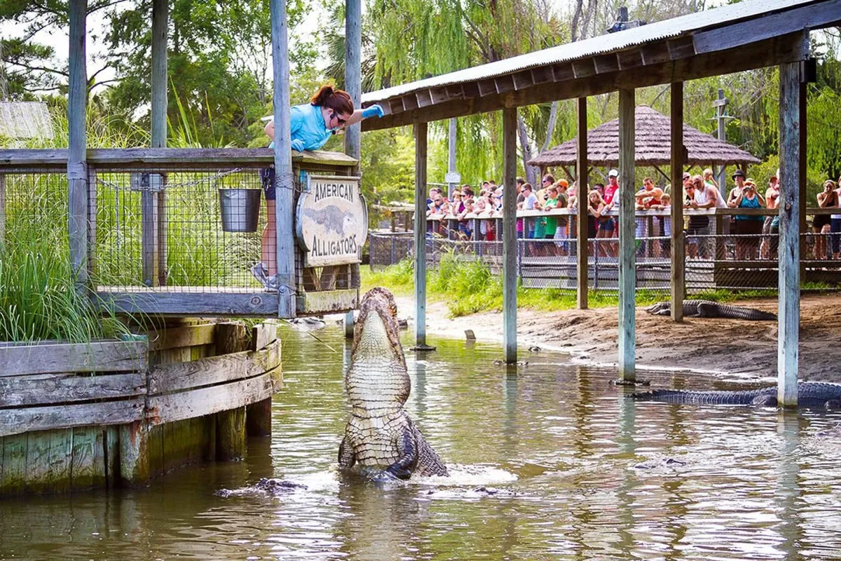 This exterior image captures a lively scene at a local wildlife attraction, featuring an alligator with a zookeeper in front of a crowd of spectators. Educational signage and the surrounding landscape hint at a fun, interactive outing suitable for families and groups exploring North Myrtle Beach.